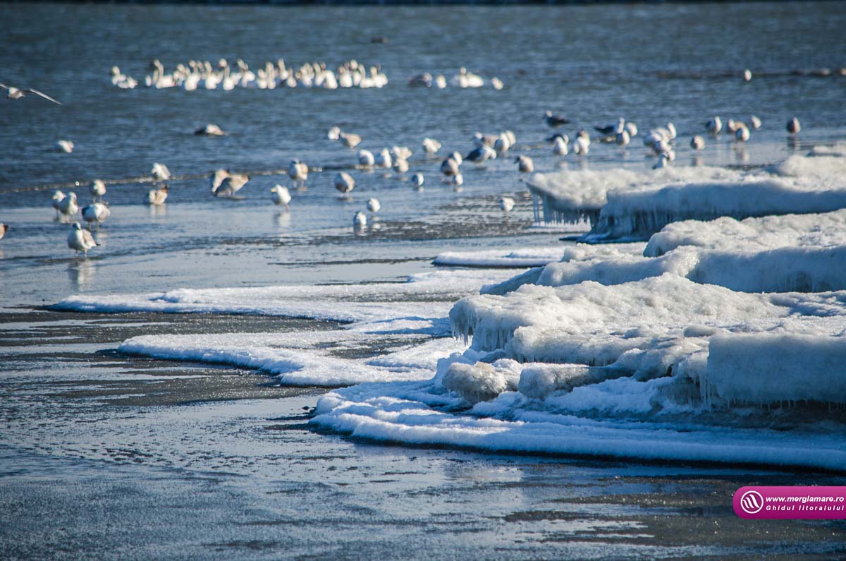 Mamaia iarnaCWG_1155