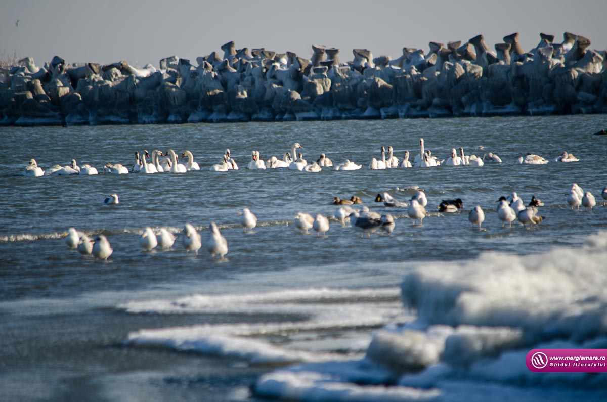 Mamaia iarnaCWG_1166
