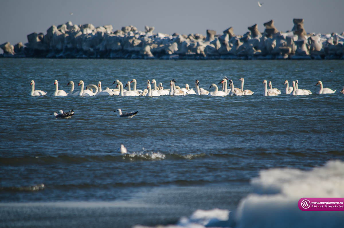Mamaia iarnaCWG_1173