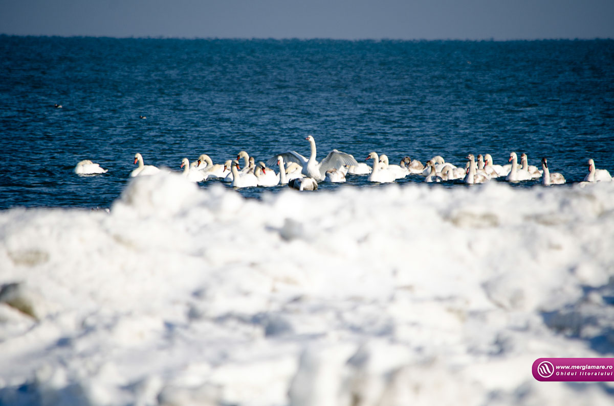 Mamaia iarnaCWG_1181